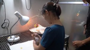 Take care of the injured baby monkey • Monkey KiKi