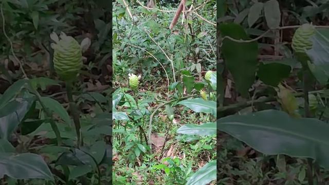Forest Ginger Flowers, #nature #forest #ginger #aroma#subscribe  #beautiful#crickets#wild#aromatic.
