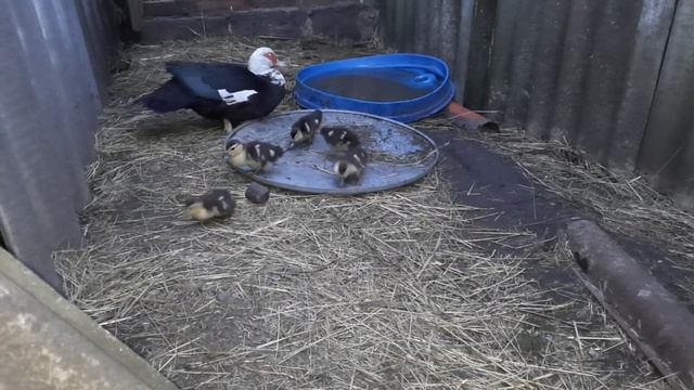 Всё идет своим чередом.. смотреть онлайн