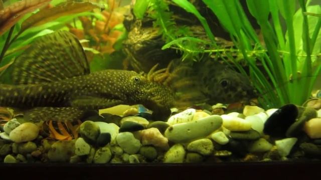 Самец сом анциструс (ancistrus) и сом синодонтис (synodontis)