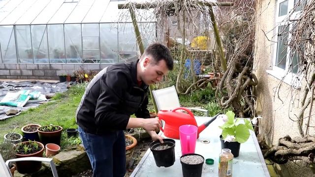 How to care for Cypripedium Orchids by Dino Zelenika Ministry of Botany смотреть онлайн