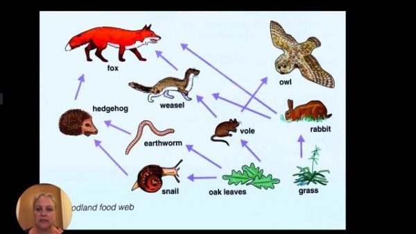Disruption of food chain and food webs KS3 Ecology Science lesson WITH WORKSHEET