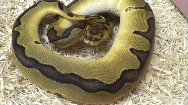 1 2020 Male Enchi Clown het Genetic Stripe Ball Python смотреть онлайн