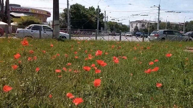 Симферополь улица Киевская Москольцо цветут маки 9 июня 2023 смотреть онлайн