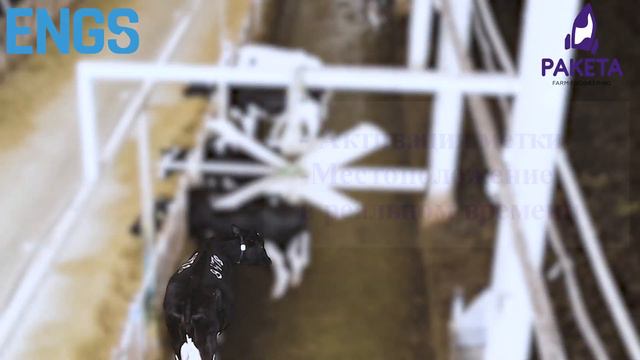 Датчики для наблюдения за здоровьем и поведением животных от Израильского производителя ENGS смотреть онлайн