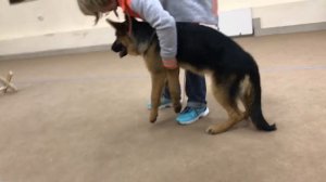 Подготовка к выставке. Ринг. Стойка. Щенок немецкой овчарки