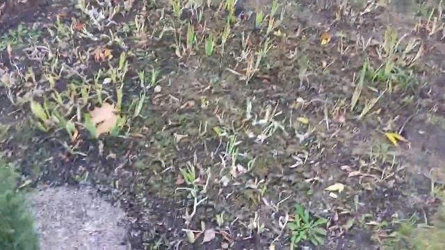 Хвойные осенью 2023 года - часть 2 смотреть онлайн