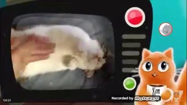 10 признаков что кошка вас любит смотреть онлайн