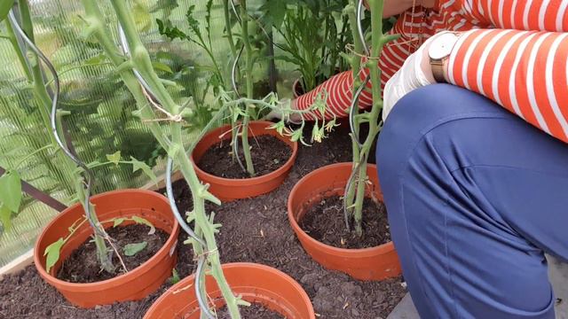 Формирую томаты #влог #жизньвгермании #моибудни #обзор