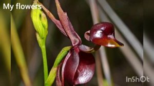 Орхидеи в природе +дикие орхидеи! Часть 4.