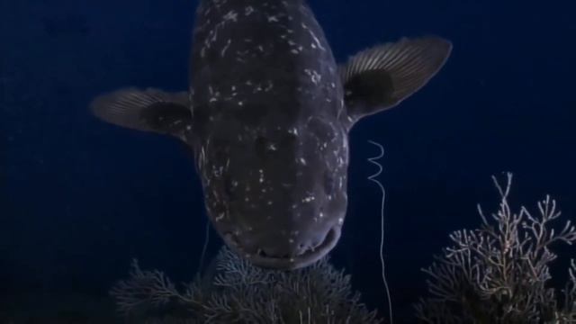 топ 5 самых редких рыб смотреть онлайн