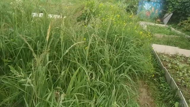Как на даче в Подмосковье выросло австралийское растение вага вага? Он же царский скипетр, вербаску смотреть онлайн