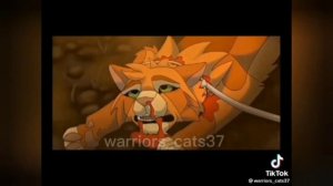 КОТЫ ВОИТЕЛИ тик-ток/давайте набьём 700 подписчиков/2 часть