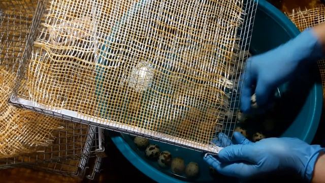 Дезинфекция инкубация перепелиных яиц / Мыть инкуб яйцо/ Перепел Альбинос техасский/ инкубатор НЕСТ смотреть онлайн