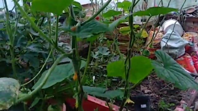 Выращивание огурцов Хрустик фирмы Поиск в один побег 28.08.21.Маленький огород. Сад Копейки смотреть онлайн