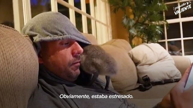 Pequeño ganso no se aparta del hombre que lo rescató I Pequeño y Valiente | El Dodo смотреть онлайн