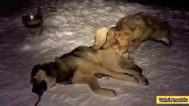 Вязка. Волкодава с Волком . смотреть онлайн