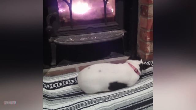 008. Funniest Cat Videos Will Make You Laugh #188 - Funny Animal Videos.mp4 смотреть онлайн