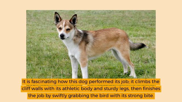 Norwegian Lundehund – The Loyal Companion Dog of Norway смотреть онлайн