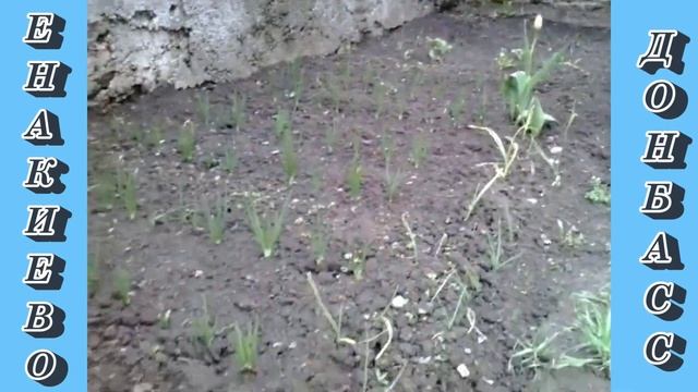"Дачные истории | Зацвёл персик". 23.04.2023. смотреть онлайн