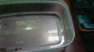 Забираем малька анциструса