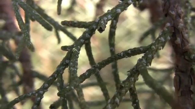 Juniperus occidentalis (western juniper) CUPRESSACEAE смотреть онлайн