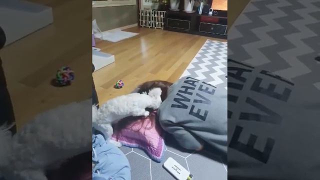 머리 다 먹어버릴거야 왕 смотреть онлайн