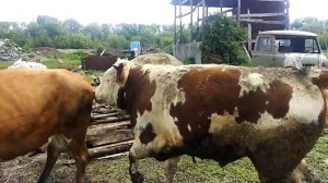 Покрываем корову быком !