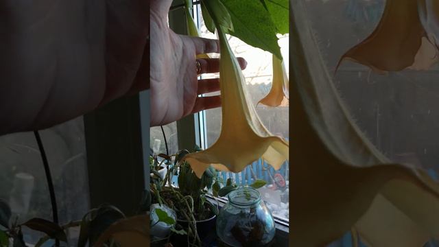 Бругмансия.як я зберігаю свою квіточку до весни. смотреть онлайн