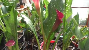 Каллы в горшках. Цветение. Полив и подкормки