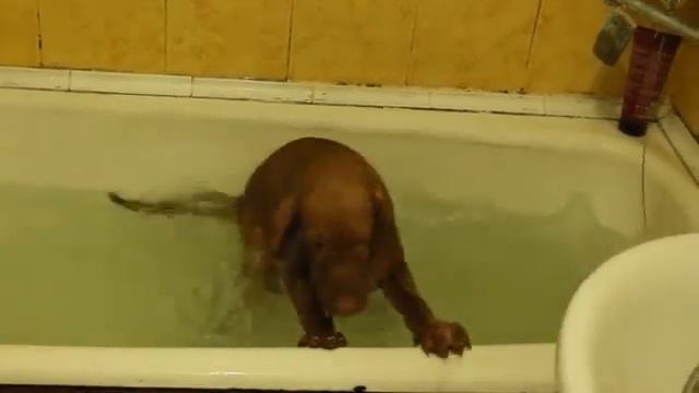 Выжлята и вода