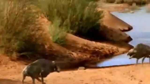 Walking with beasts review смотреть онлайн