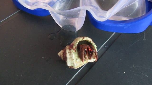 рак отшельник! смотреть онлайн