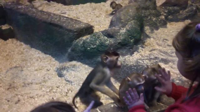 ТЦ. Рио смотреть онлайн