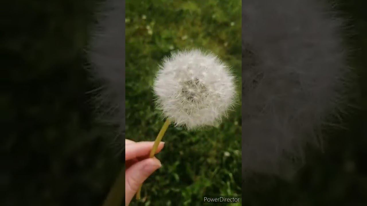 Естественное превращение ЗОЛОТА в СЕРЕБРО ✨ смотреть онлайн