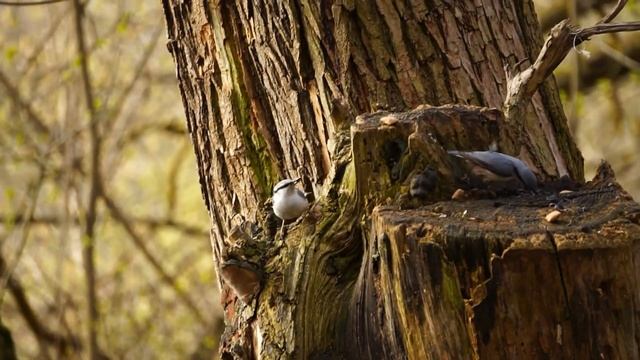 Поползень завтракает. г Орел, район Дворянского гнезда смотреть онлайн