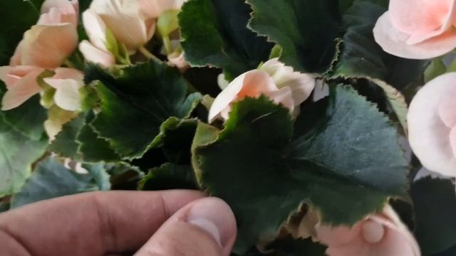 1 ЛОЖКА ПОД ЛЮБОЙ ДОМАШНИЙ ЦВЕТОК И ОН СНОВА ПОЗЕЛЕНЕЕТ И ПЫШНО ЗАЦВЕТЕТ! смотреть онлайн