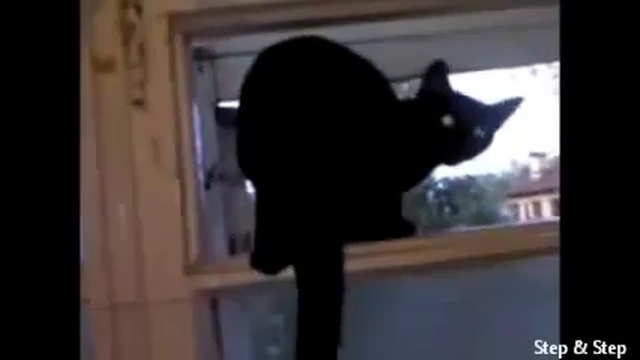 Кот гавкает смотреть онлайн