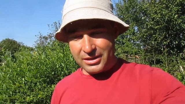 Можжевельники. ОБЗОР САЖЕНЦЕВ. смотреть онлайн