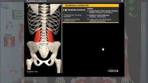 Ромбовидная и квадратная мышца спины