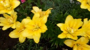 #лилии / Благородная махровая азиатская лилия Фата Моргана(лат. lilium asiatic Fata Morgana). Уход