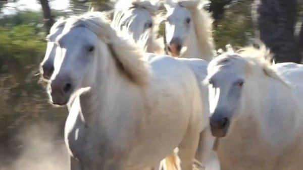 Camargue  The Romance of Wild Horses