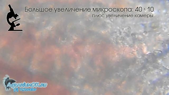 Ichthyobodosis (Costiosis) Костиоз (ихтиободоз) у обыкновенного линя (Tinca tinca) микроскопировани смотреть онлайн