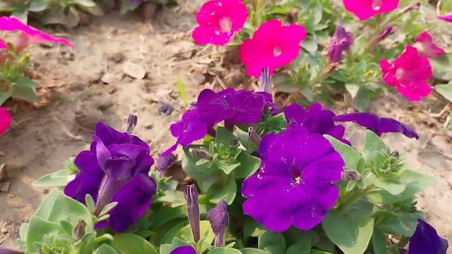 Petunia Flower of Bangladesh #Petunia #PetuniaBeauty #FlowerBeauty смотреть онлайн