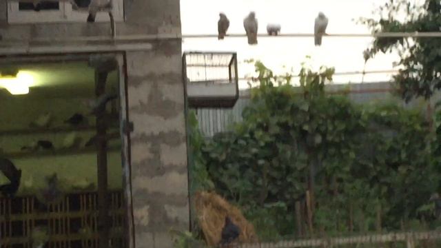 #Pigeons.Самые практичные полы для голубятни. смотреть онлайн