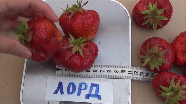 Продаю Сорт ЛОРД. Таких крупных ягод я еще не видала! смотреть онлайн