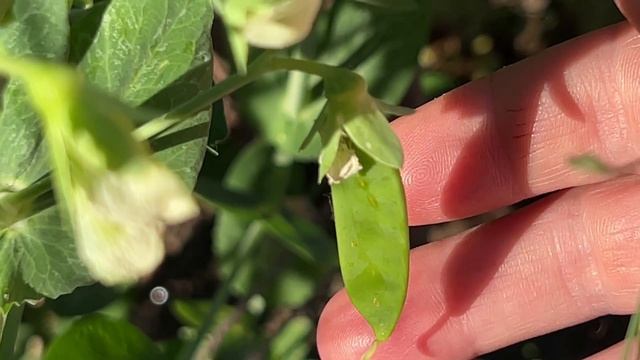 Очищает клетки крови от излишков жира! Для крепких костей, старую кровь превратит в молодую. смотреть онлайн