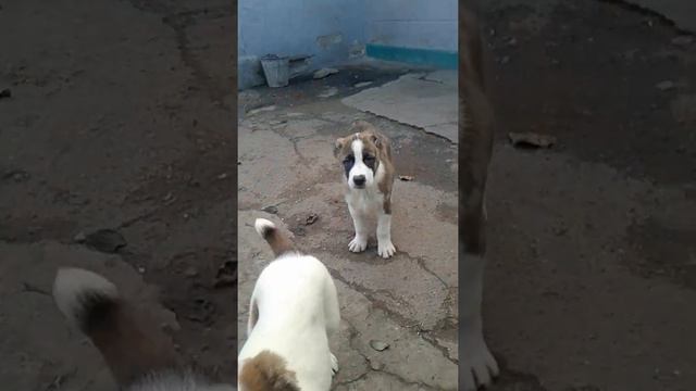 щенки сао 2 месяца 1 смотреть онлайн