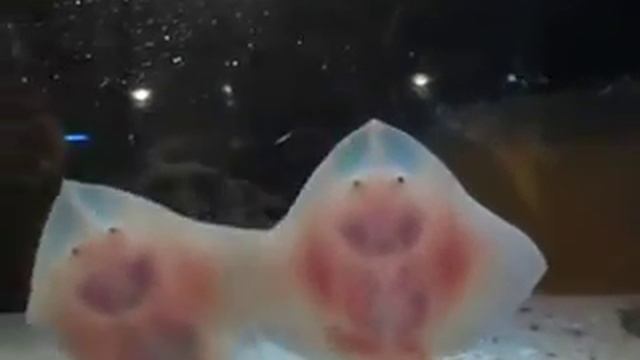 Вы видели когда-нибудь детенышей скатов? смотреть онлайн