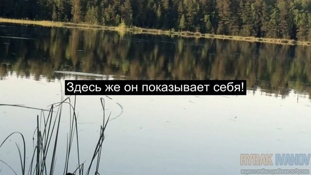 Крупный карась пошёл. Рыбалка в мае с поплавочной удочкой. смотреть онлайн